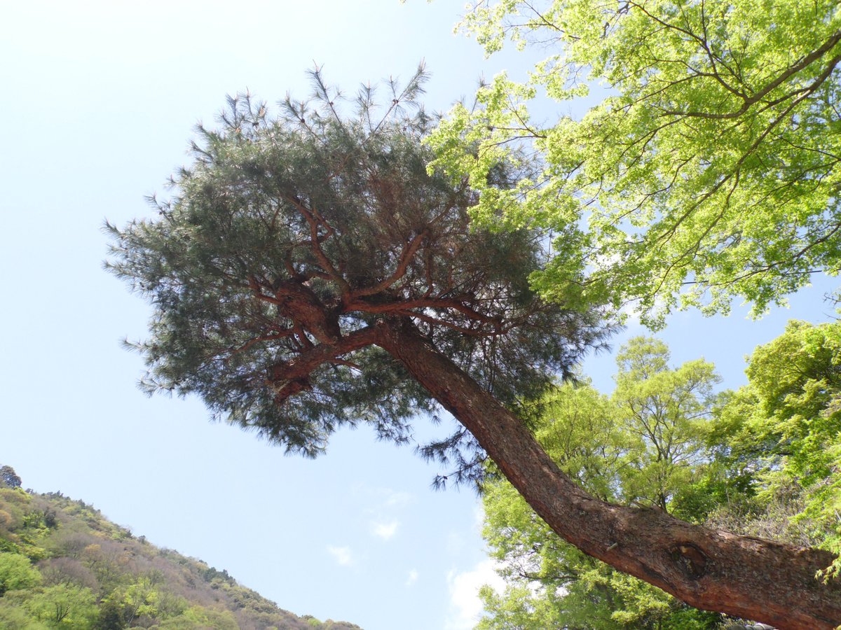 Iceview Nine tweet media