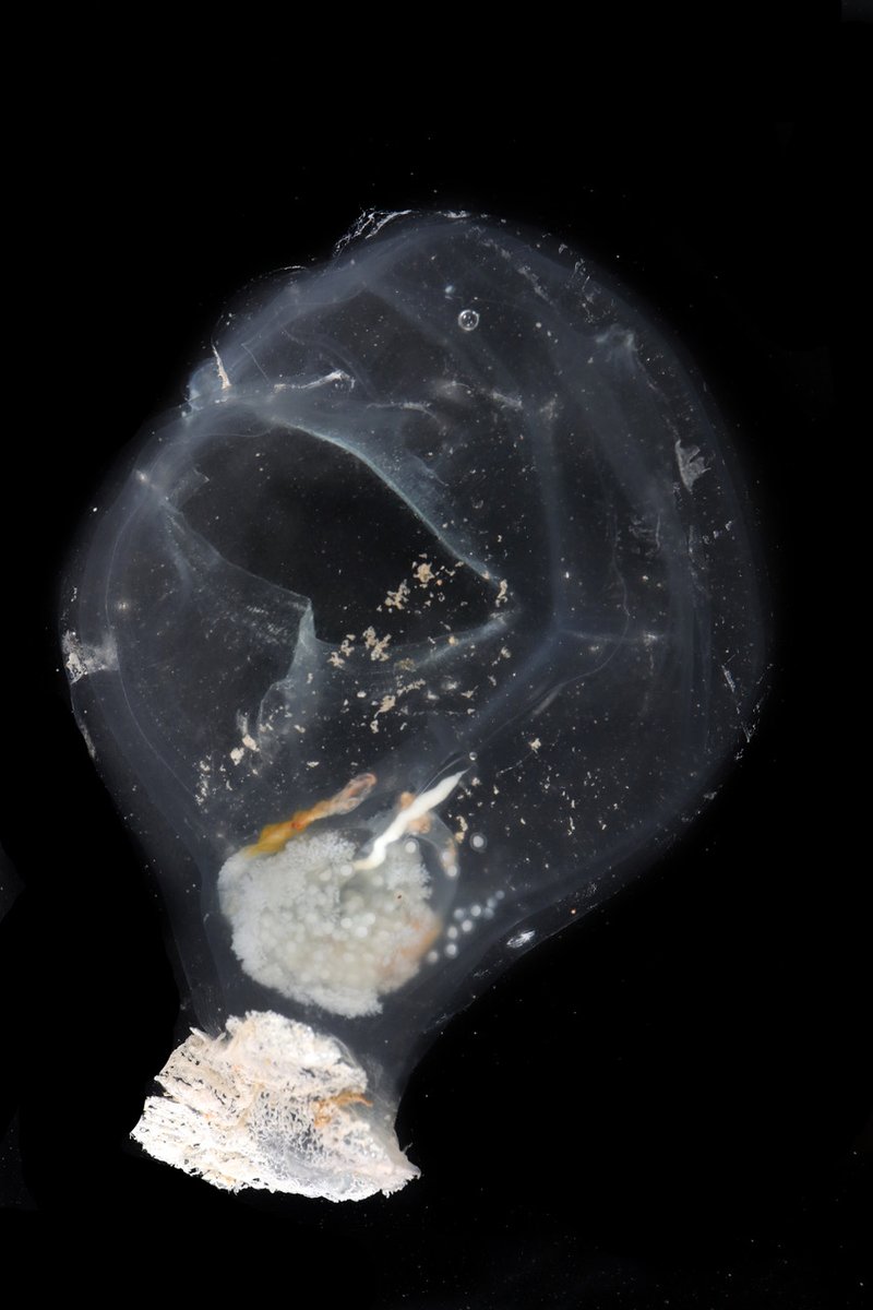 Scripps Institution of Oceanography tweet media