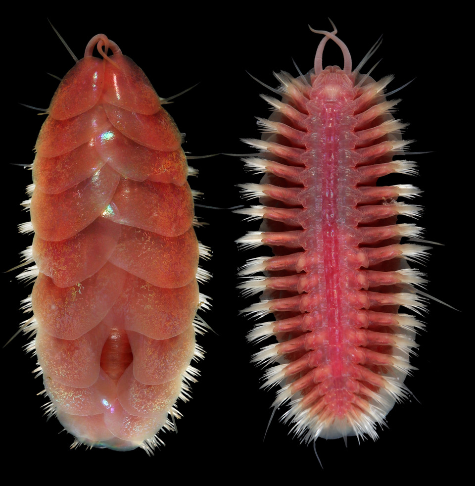 Scripps Institution of Oceanography tweet media