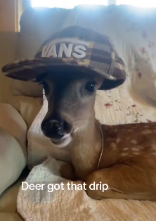 John fawn tweet media