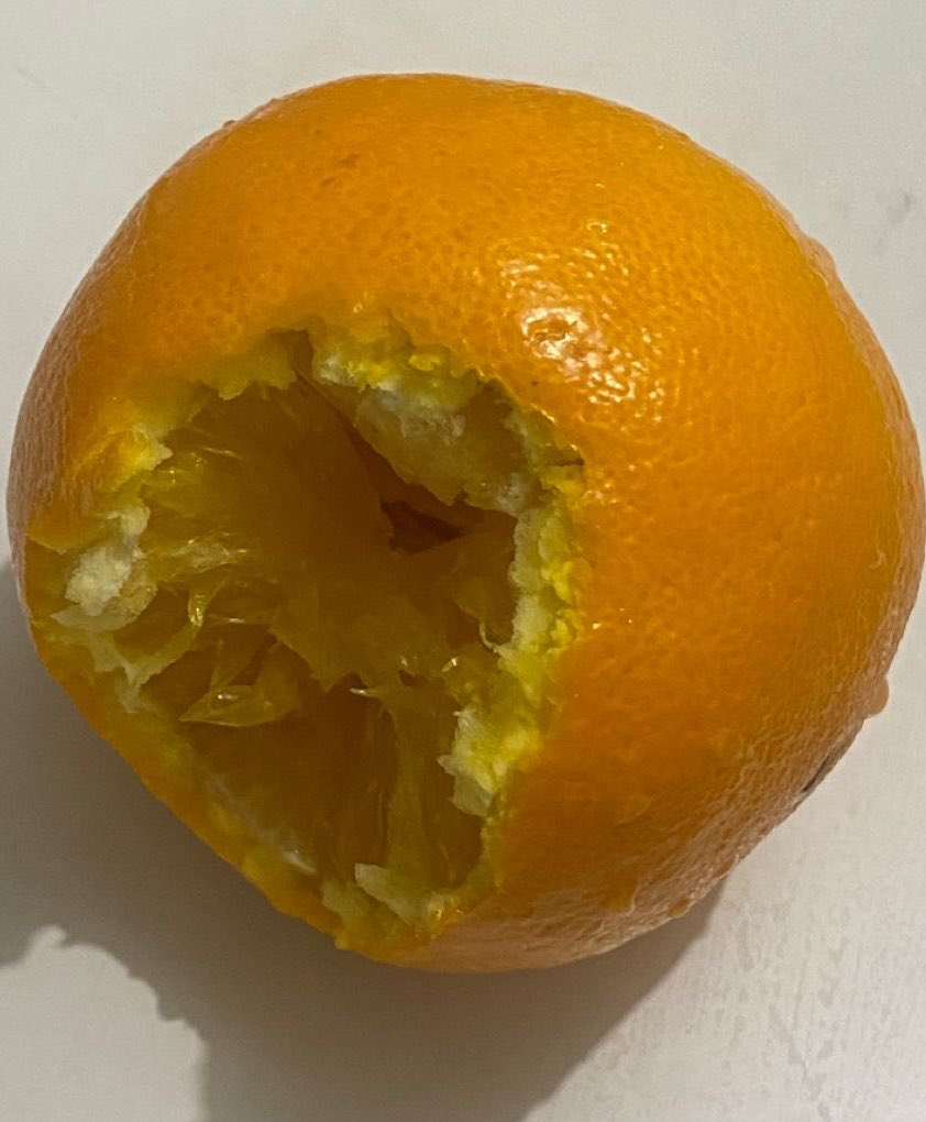 Rozanovllya's tweet image. you don’t have to peel oranges before eating them. #fyi