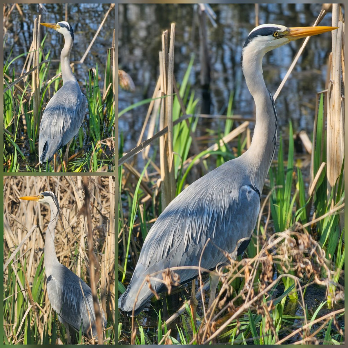 Charlotte 🦄🧚♀️ tweet media