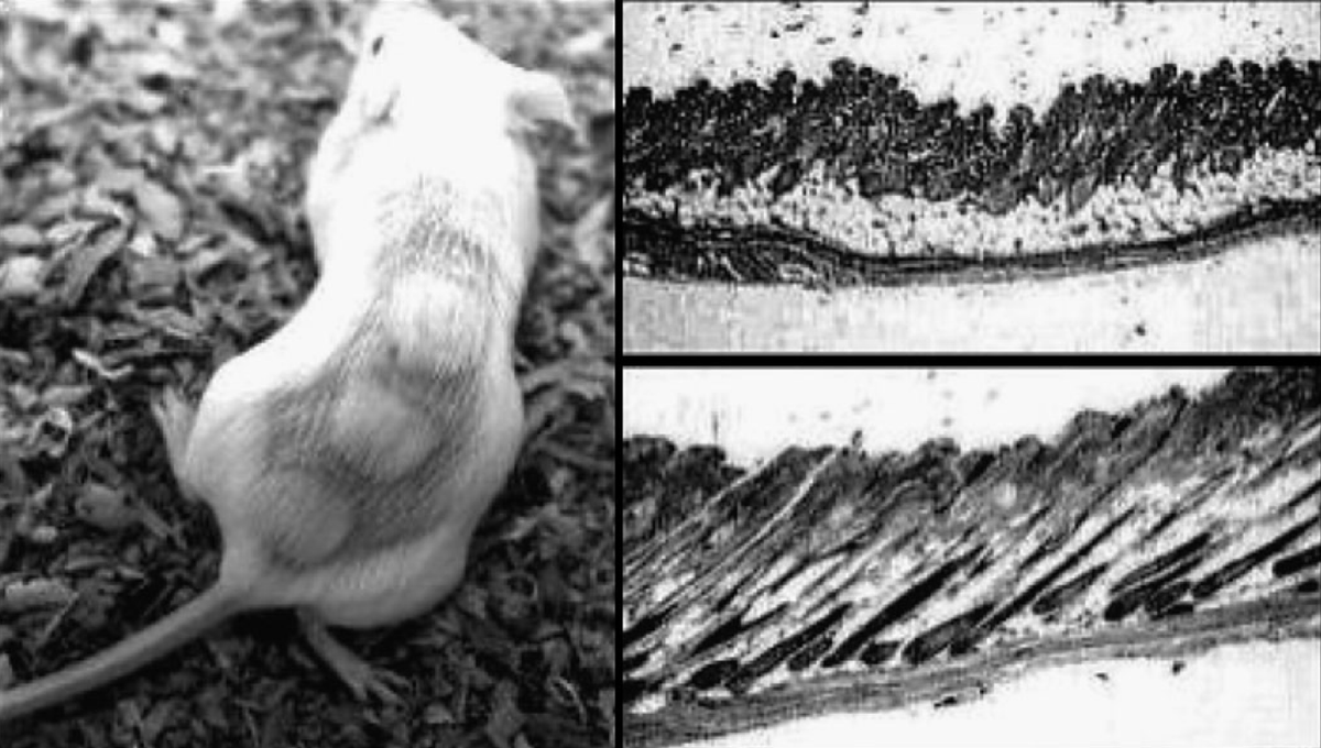 darkmodebiohacking tweet media