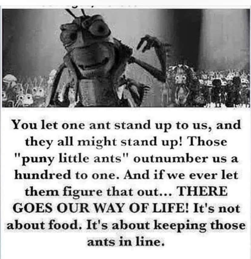 Ivor Cummins tweet media