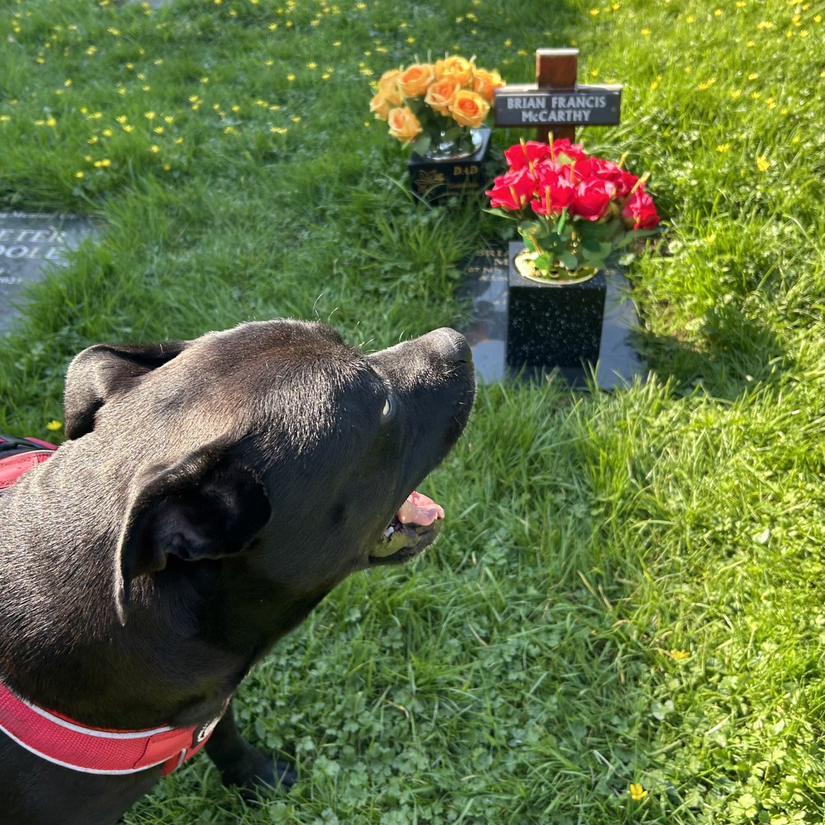 Baby Frank & his teddy, Edward 🧸🏴 tweet media