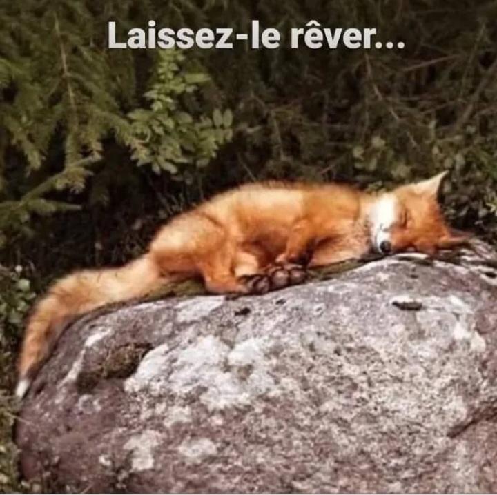 Adea Claude tweet media