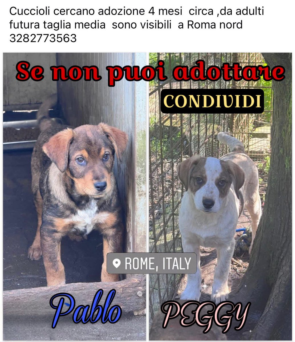 Fiorella Arcodia 🌿𝐠𝐨𝐯𝐞𝐠𝐚𝐧 🐑💚💙☮️ tweet media