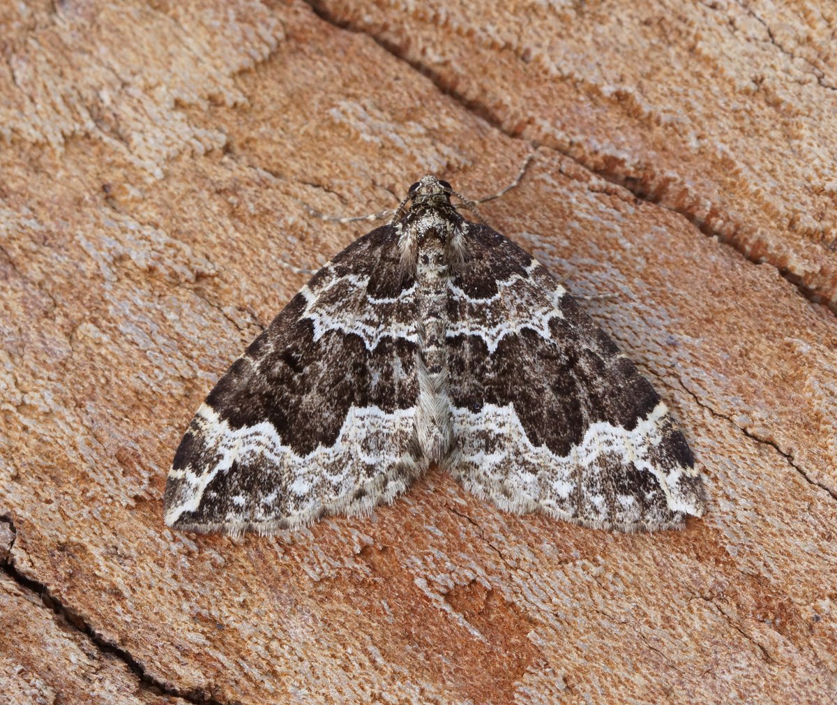 Ben Sale tweet media