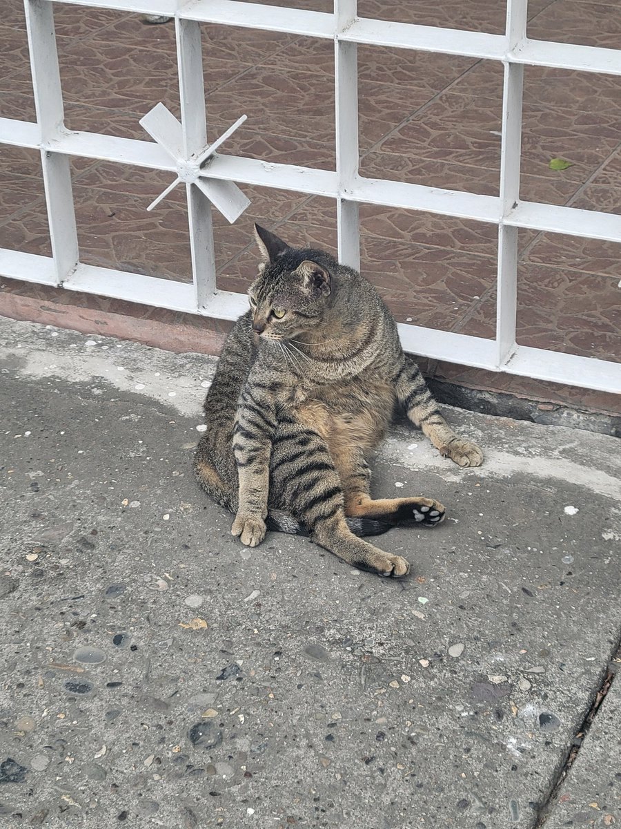 frank iero body euphoria tweet media