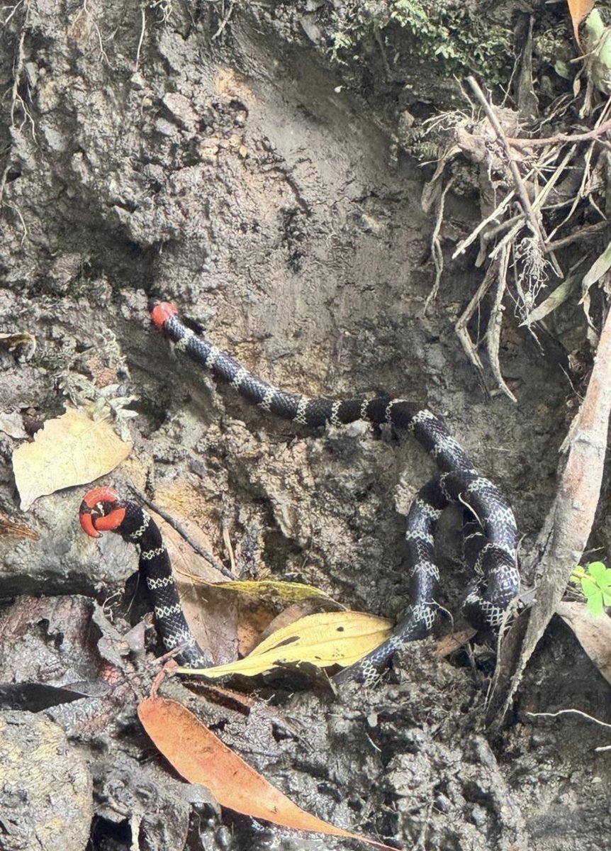 Mr Adrián tweet media