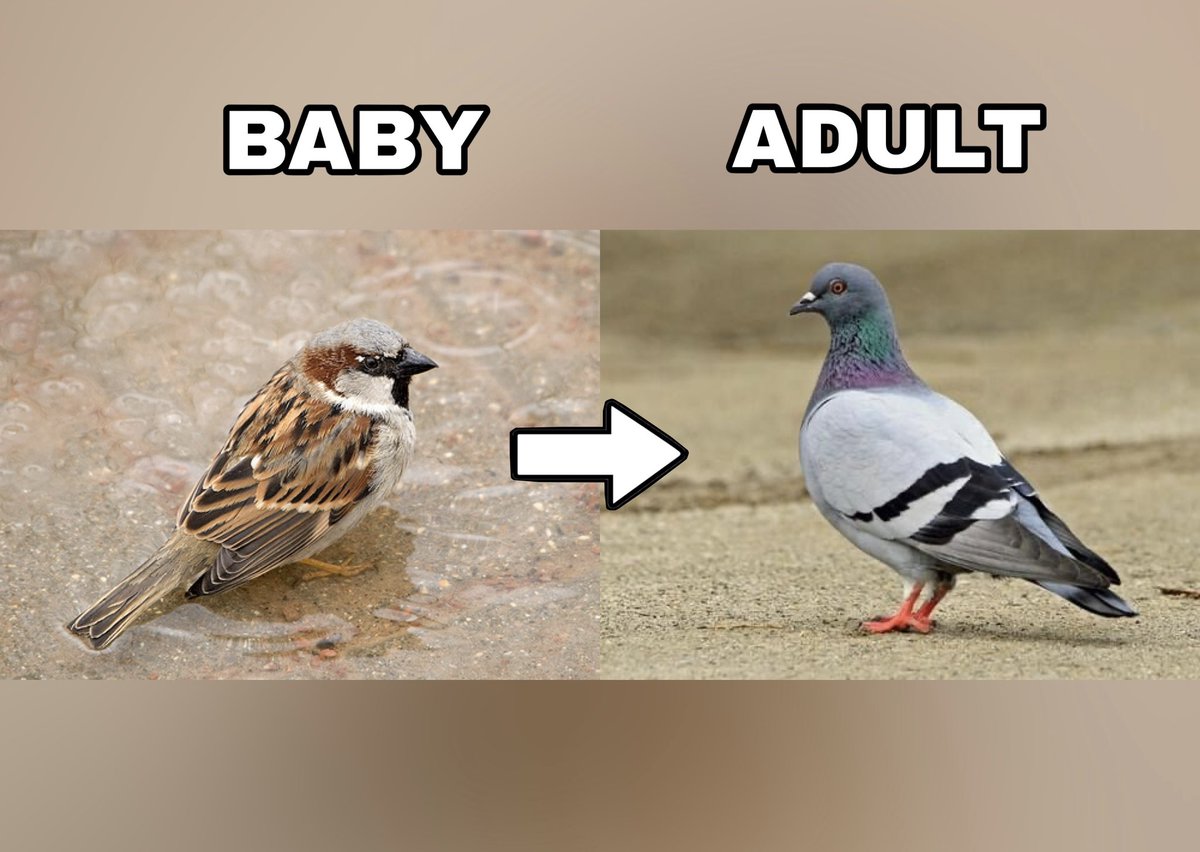 OptimusJack tweet media