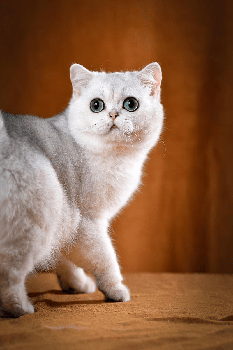 Leila Diane Bortolin tweet media