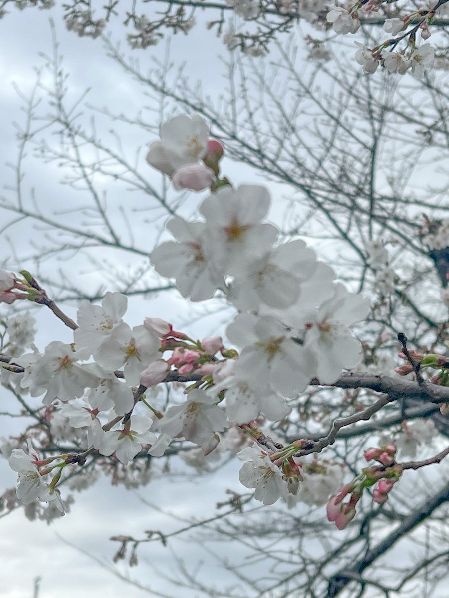 snowf1225's tweet photo. nicoさん 皆さま おはようございます🌸
昨日はさくらもち（道明寺）を買ってみました。濃いピンクの陽光桜もほぼ満開です。2枚目は、昨日のソメイヨシノです。昨日の暖かさで一気に開花したものが増えました。 桜をたくさん見て楽しみたいですね🌸
今日も楽しい放送をありがとうございます🩷
#813gw https://t.co/yqRZby3dZ8