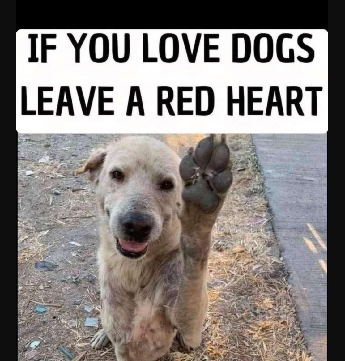 Pawzazzle tweet media