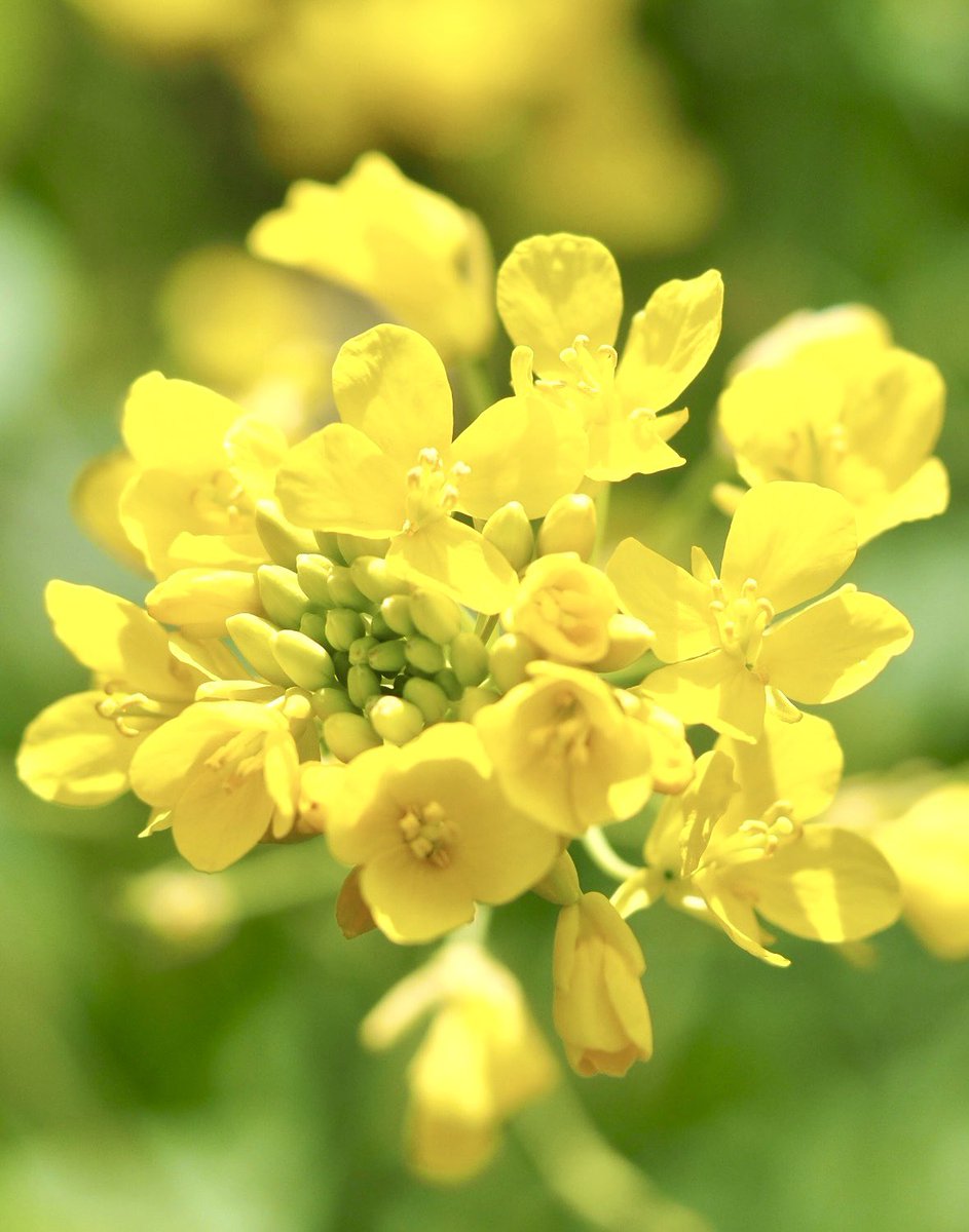 いちりん🌼💐 tweet media