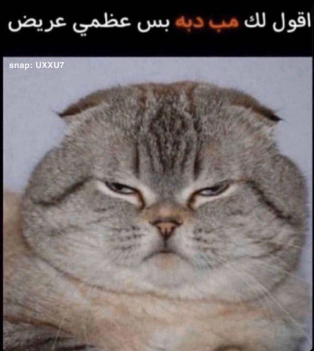 Mr lippi tweet media