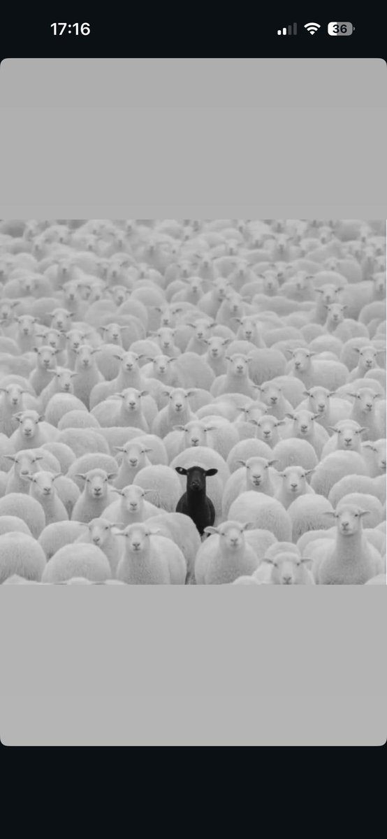 babatrox tweet media