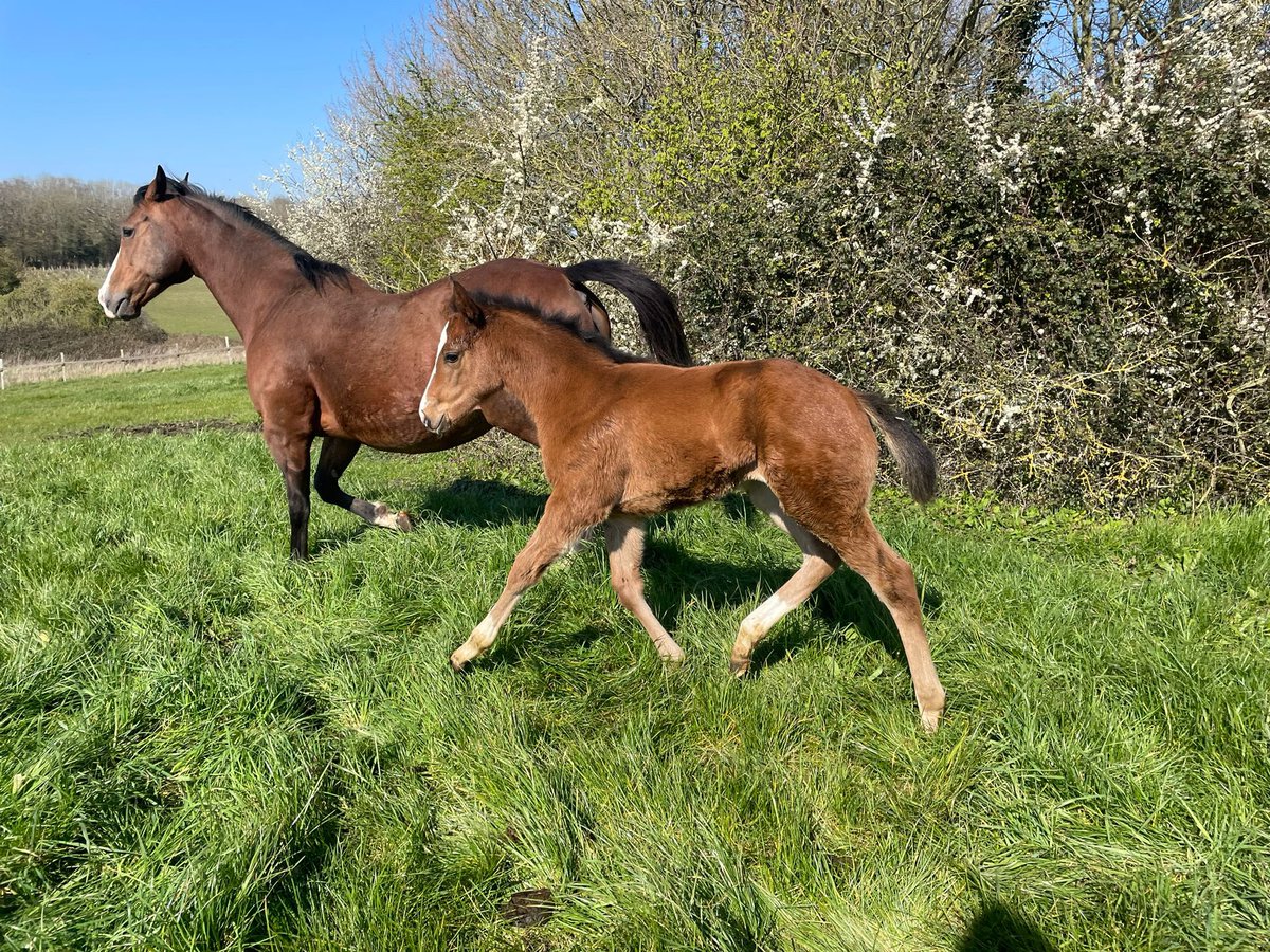 March Hare Stud tweet media