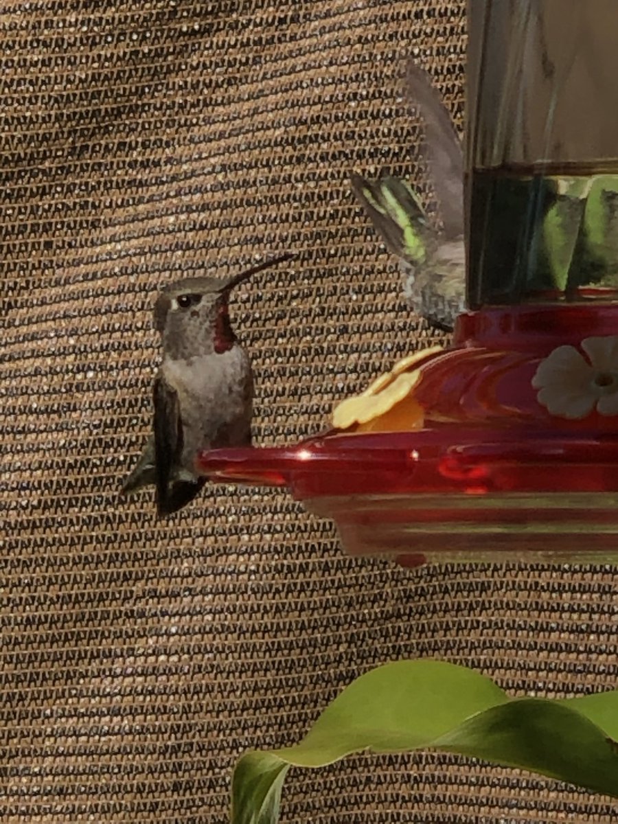 scoff manifesto tweet media