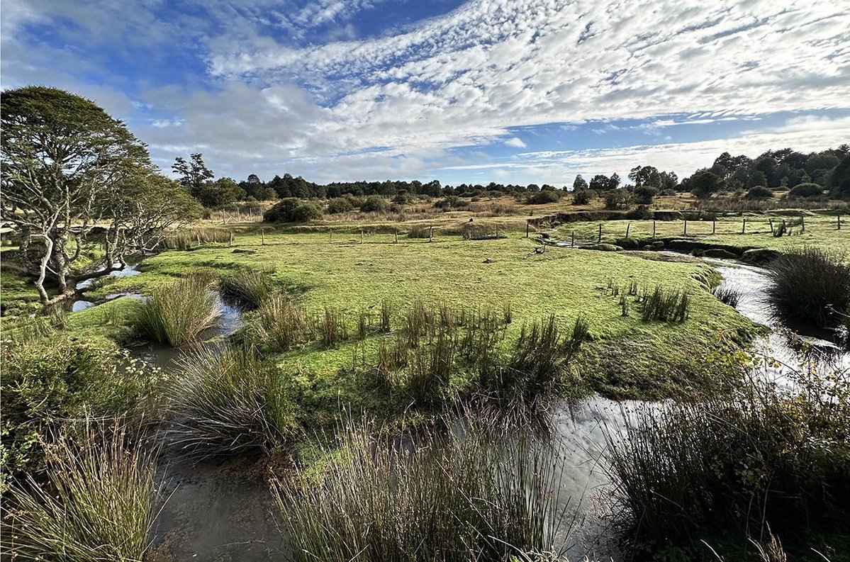 Francisco P. Chávez tweet media