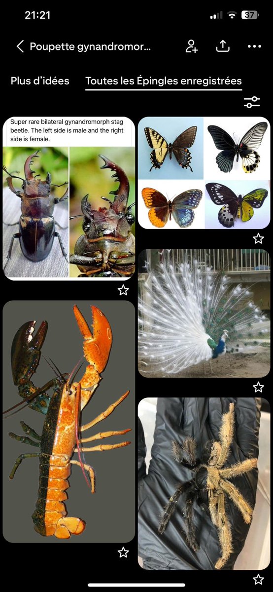 Skymo 🕷️ tweet media