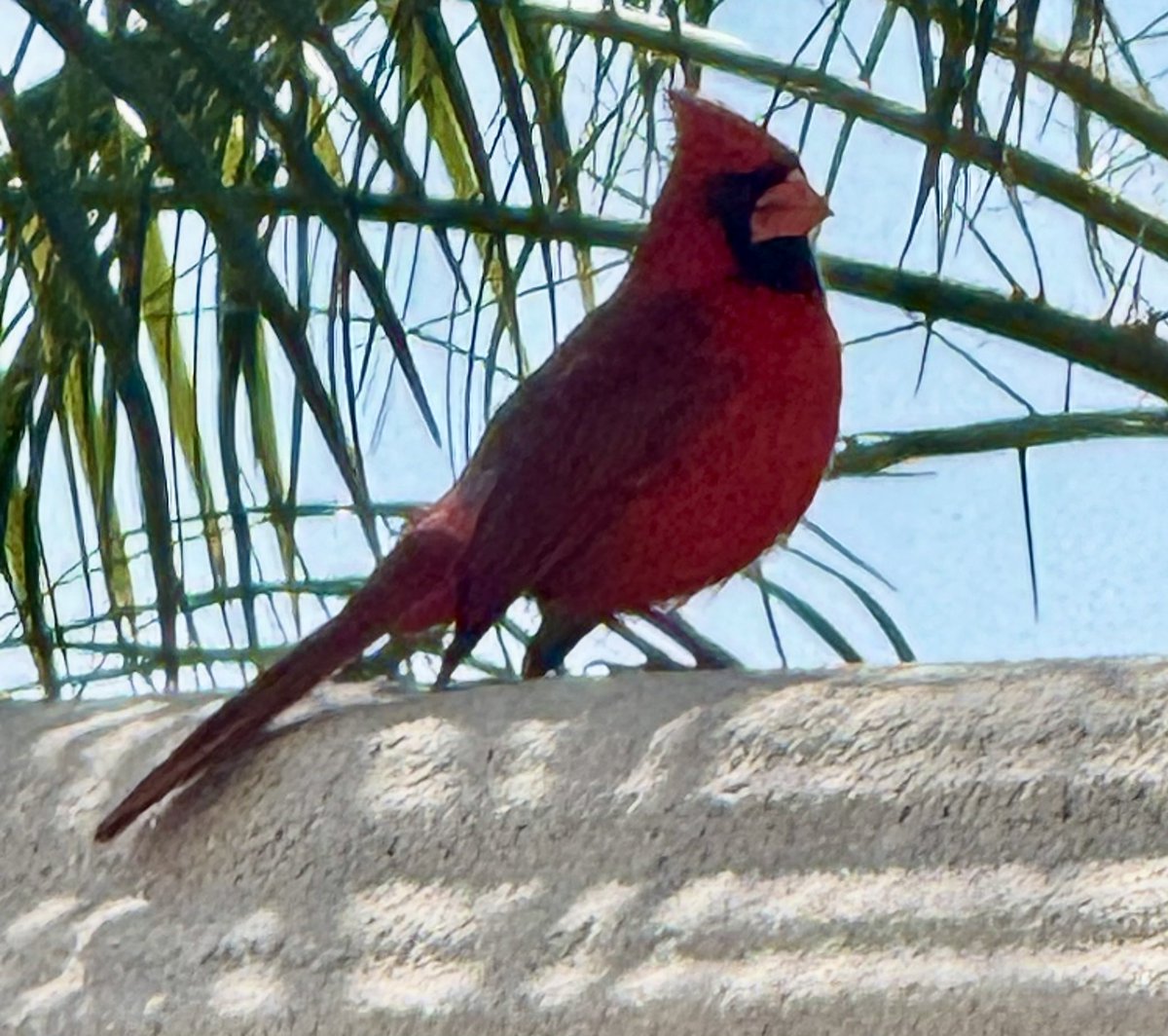 Gary Cardone tweet media