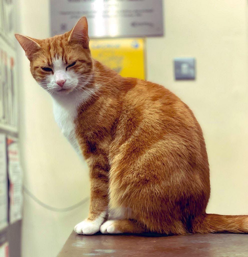 George The Stourbridge Junction Station Cat tweet media