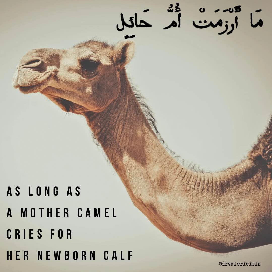 Mother camels(#Qatargate)rare famously protective of their young(#america), so I can only imagine how they’d react if separated from them(American bases in Qatar).
#IranWar‌