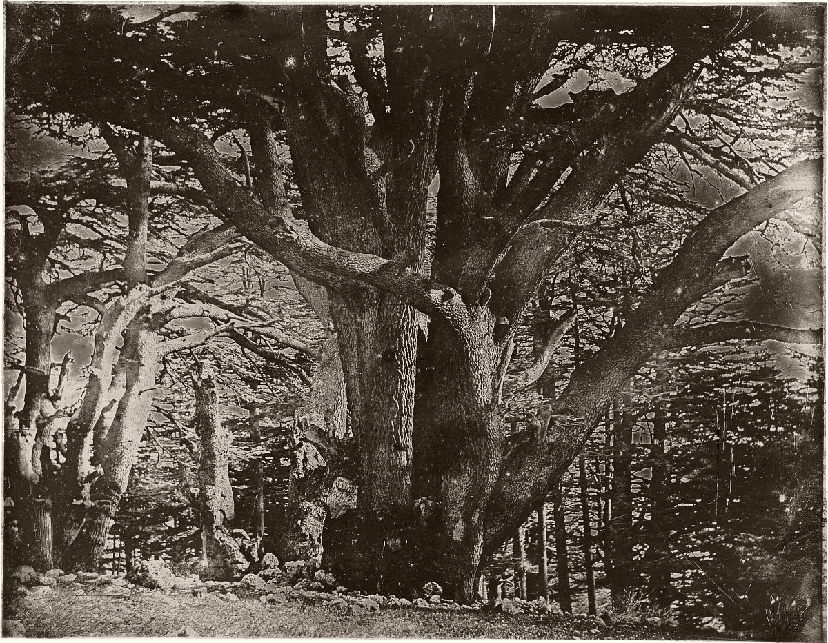 hiddenliburua tweet media