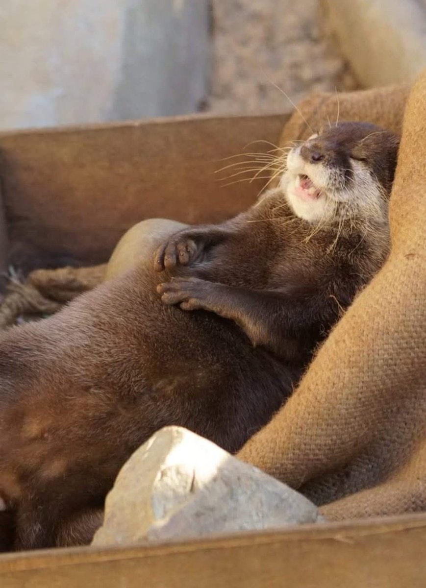 🇺🇲🐾📷🚀claudia🐢🐬🐳🐸 tweet media