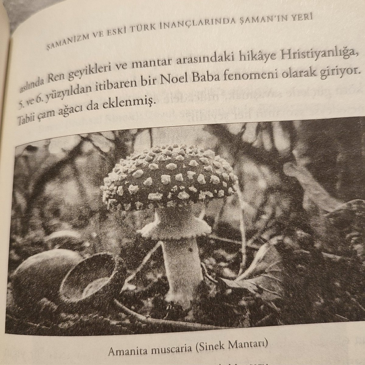 Kürşad hocayı okurken hep şaşırıyorum. Şamanizm bölümünde Noel Baba ve zehirli mantar arasındaki bağlantıyı anlatmış. Nordik şamanlar, zehirli mantarı yiyen ren geyiğinin idrarını içer, çeşitli halüsinasyonlar görmeye başlarlarmış. Üzerinde kırmızı beyaz giysileri olan, ren