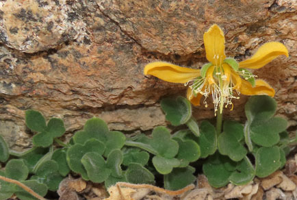 Phytotaxa updates tweet media