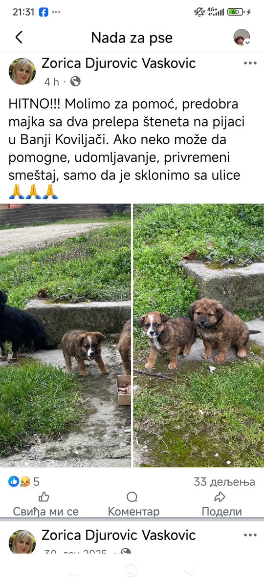 Птица у души. tweet media