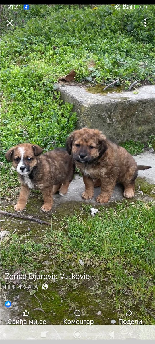 Птица у души. tweet media