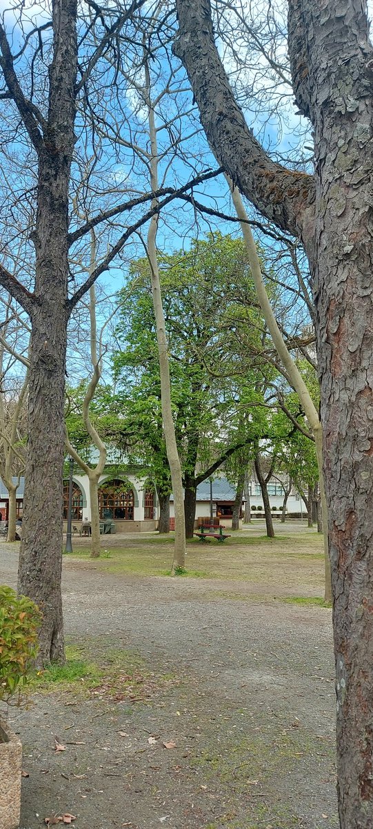 El arbolico de San José del Bosquecillo #Pamplona verde completamente anuncia la primavera. El primero de todos <a href="/Pamplona_ayto/">Ayuntamiento de Pamplona</a> <a href="/VisitPamplona/">Pamplona - Iruña Turismo</a>