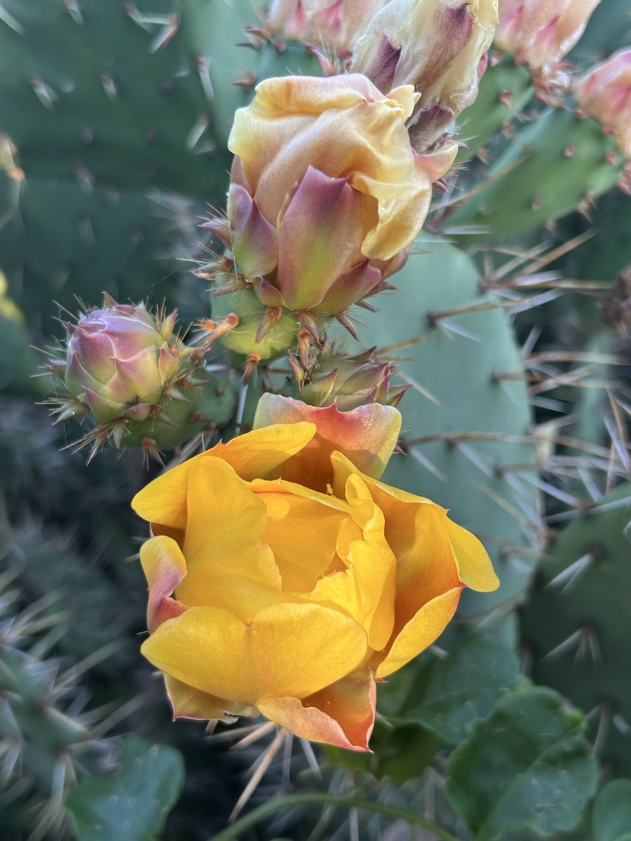 Prickly Pear Cactus, OC