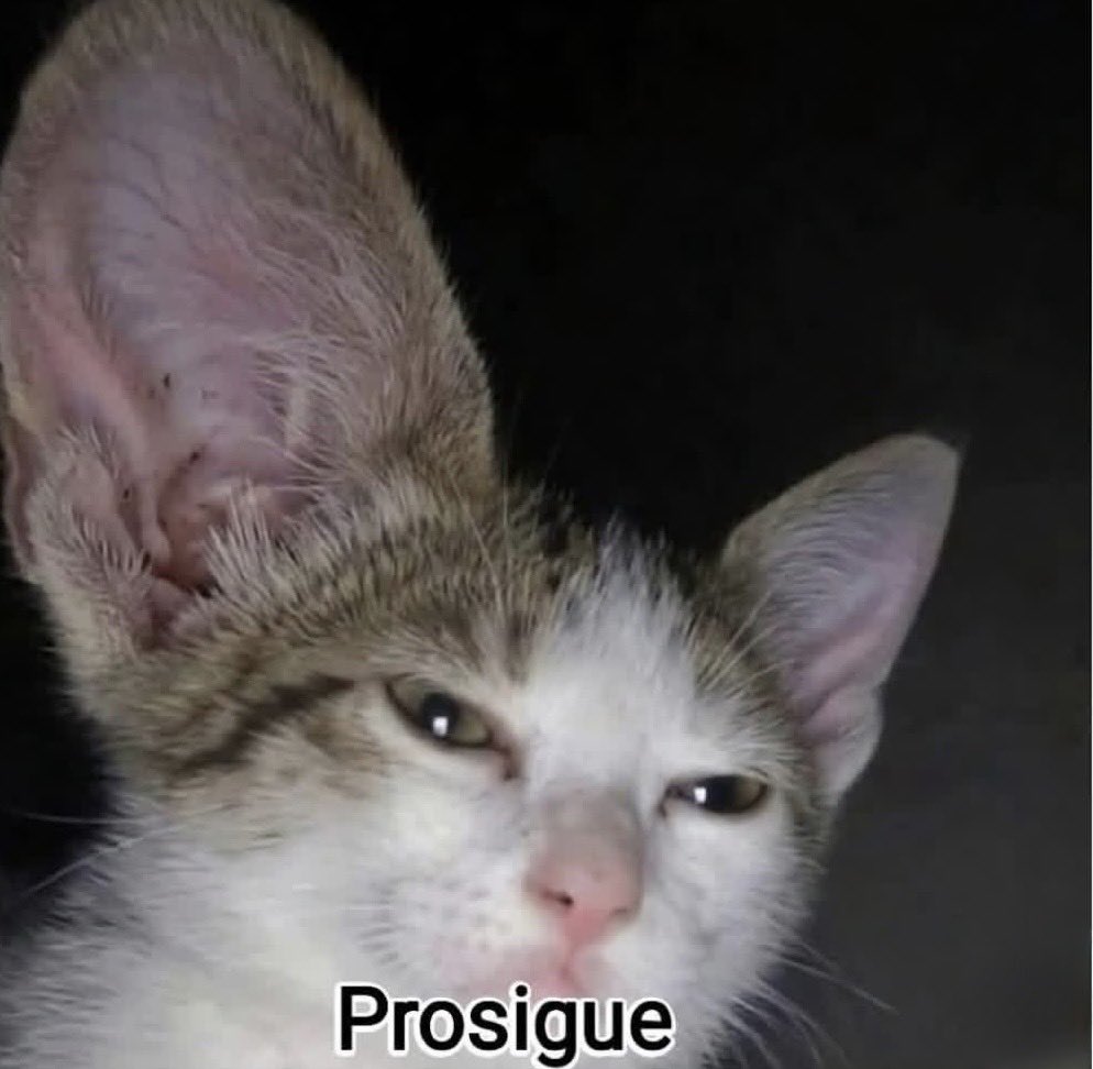 El Pandita Rojo tweet media