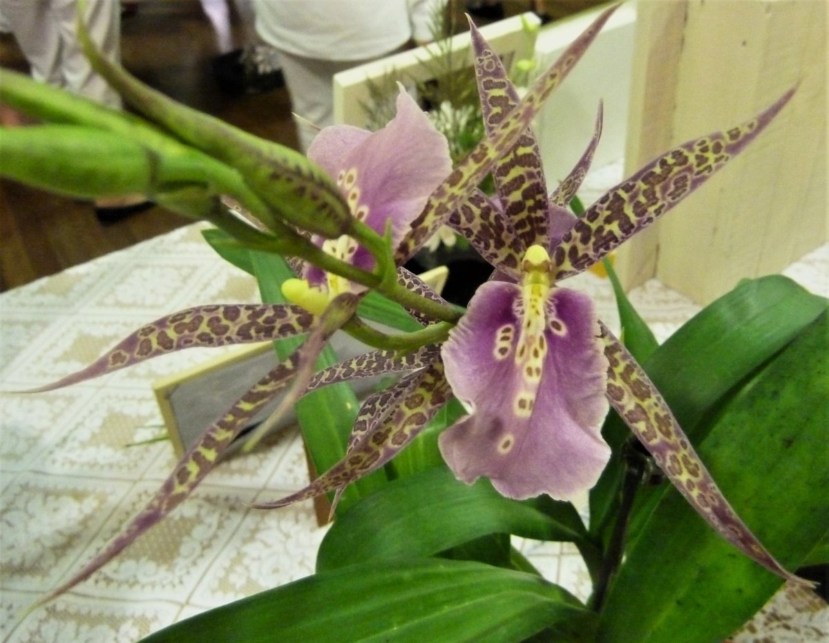 OrchidsWorldCom tweet media