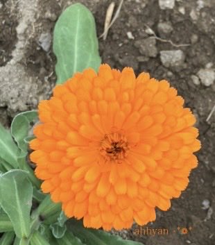 あっひゃん tweet media