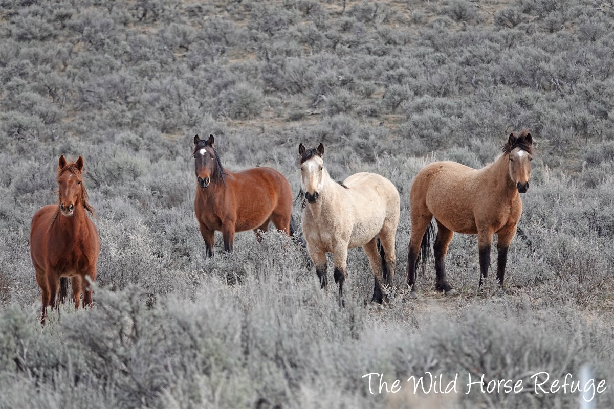 The Wild Animal Sanctuary tweet media