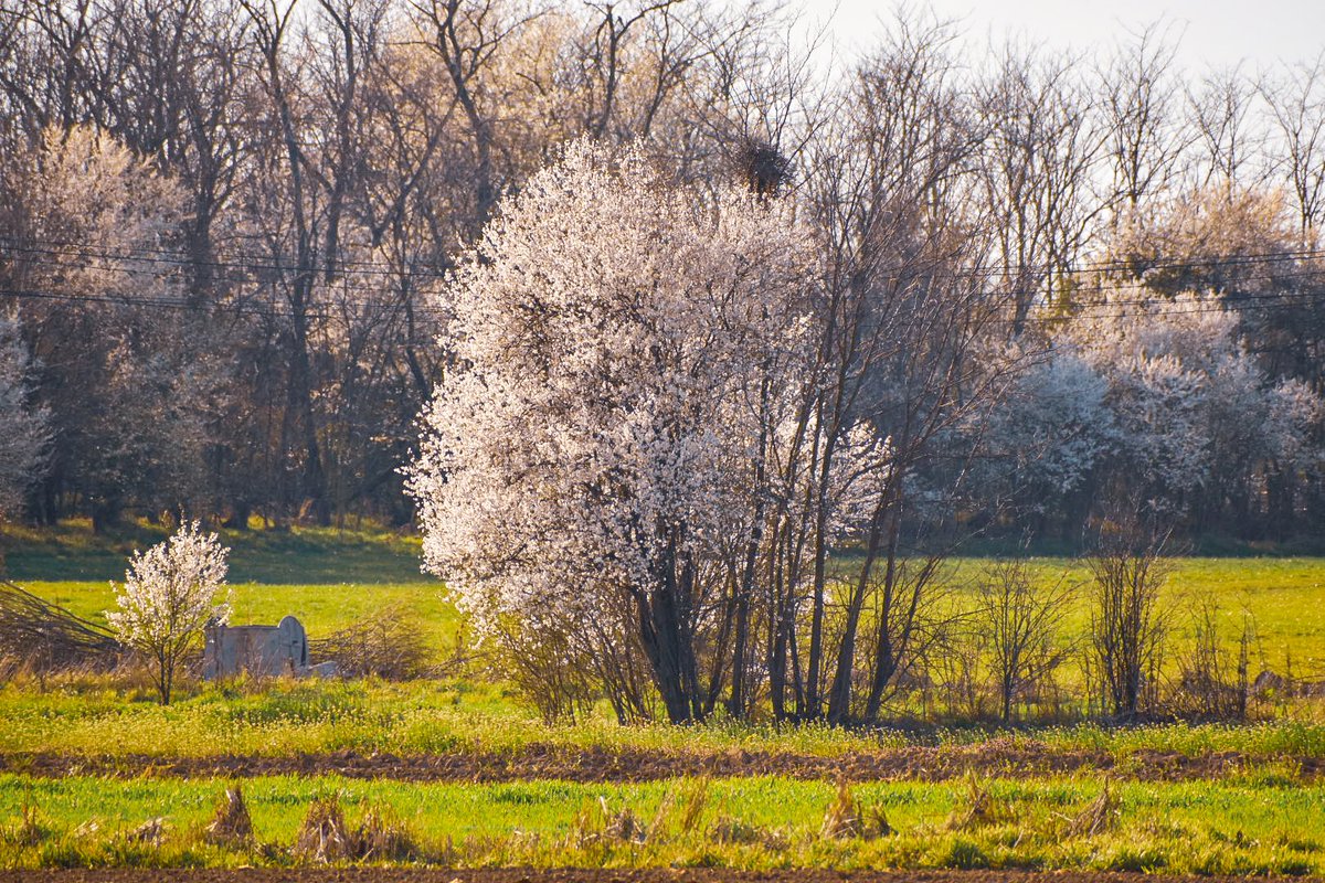 🎀 Dragica Basarić 🎀📸 tweet media