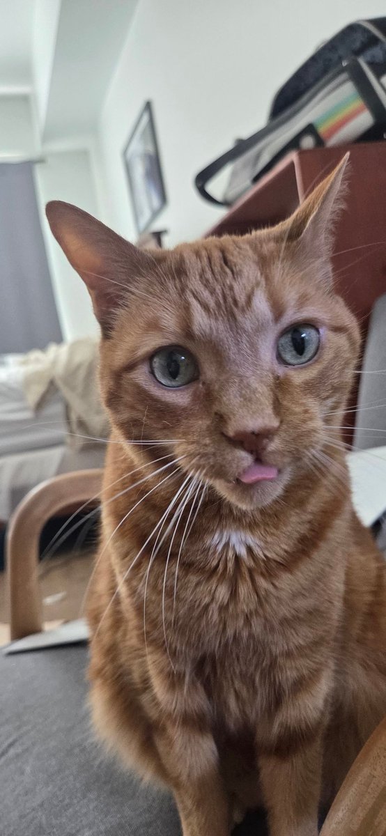 Rust 🐸🏳️‍⚧️ tweet media