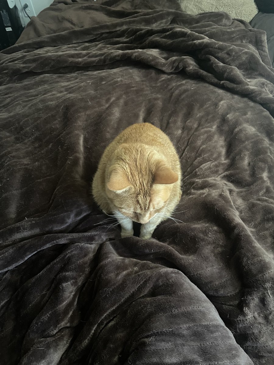 Mitchell Cox tweet media