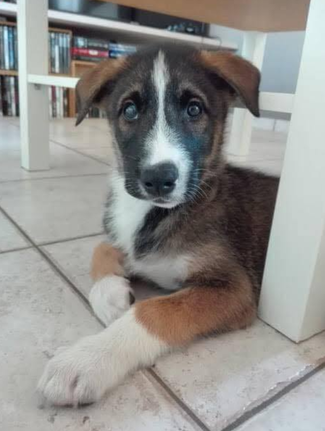 Tweets of Dogs tweet media