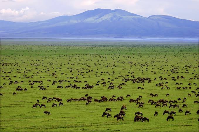 Zoom Afrika tweet media