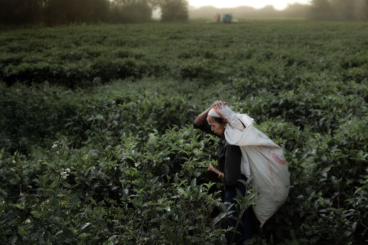 oddshotsgallery tweet media