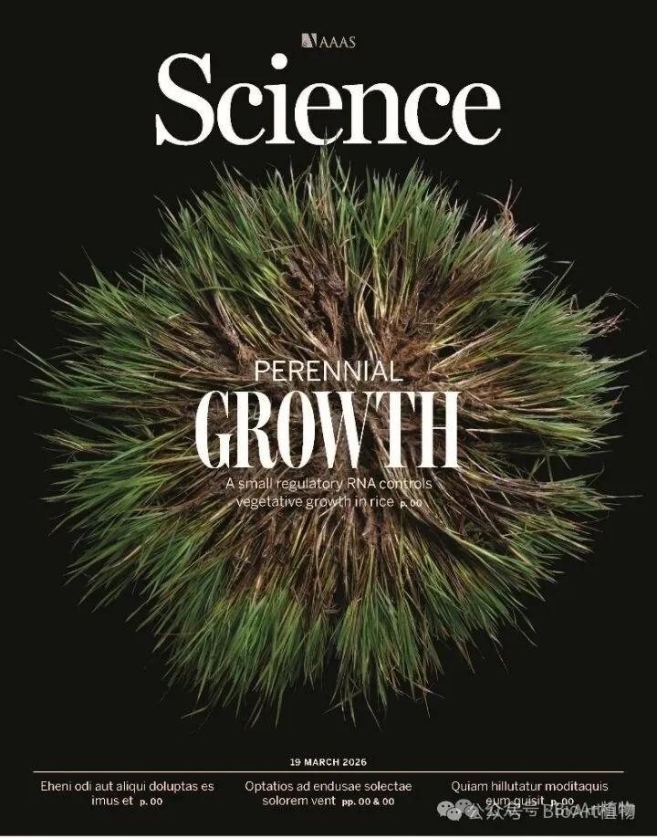 DeyangXu_CN's tweet photo. Resetting of a tandem microRNA156 enables vegetative perennial growth in rice  https://t.co/0S1Jtfi36k https://t.co/WVE7YQToR5