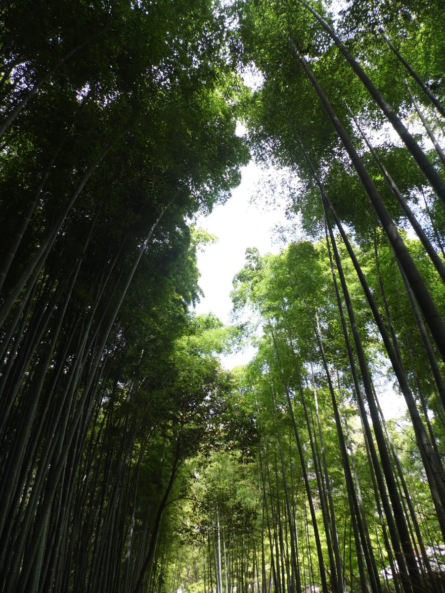 Iceview Nine tweet media