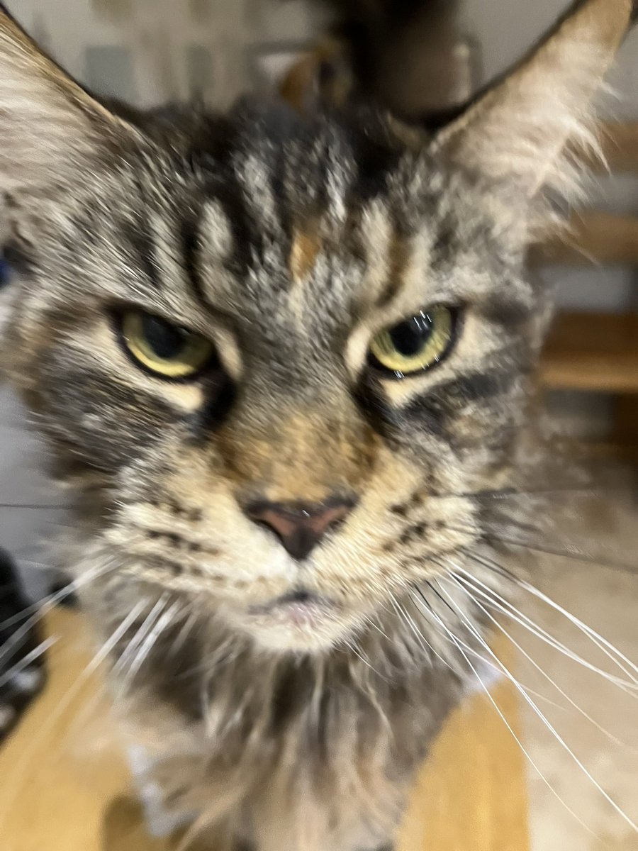 Princess Morgan and Lady Evie tweet media