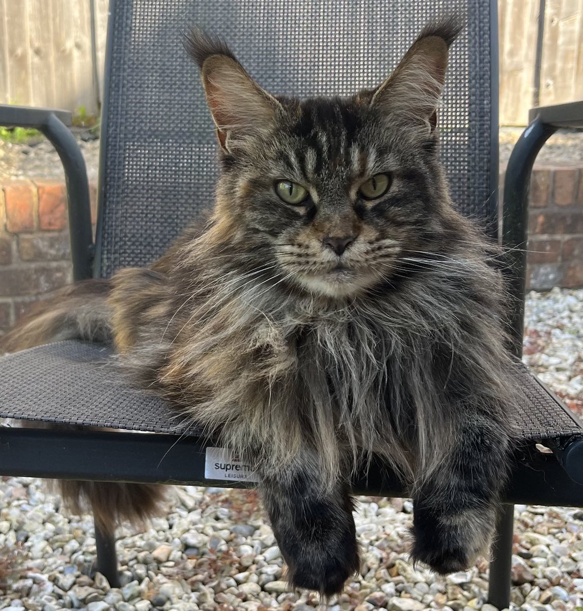 Princess Morgan and Lady Evie tweet media